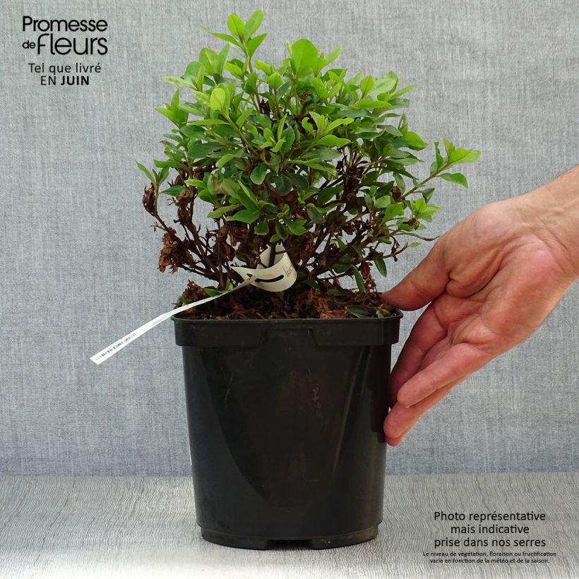 Rhododendron kaempferi Peggy Ann - Japanese Azalea 2L/3L pot sample as delivered in summer