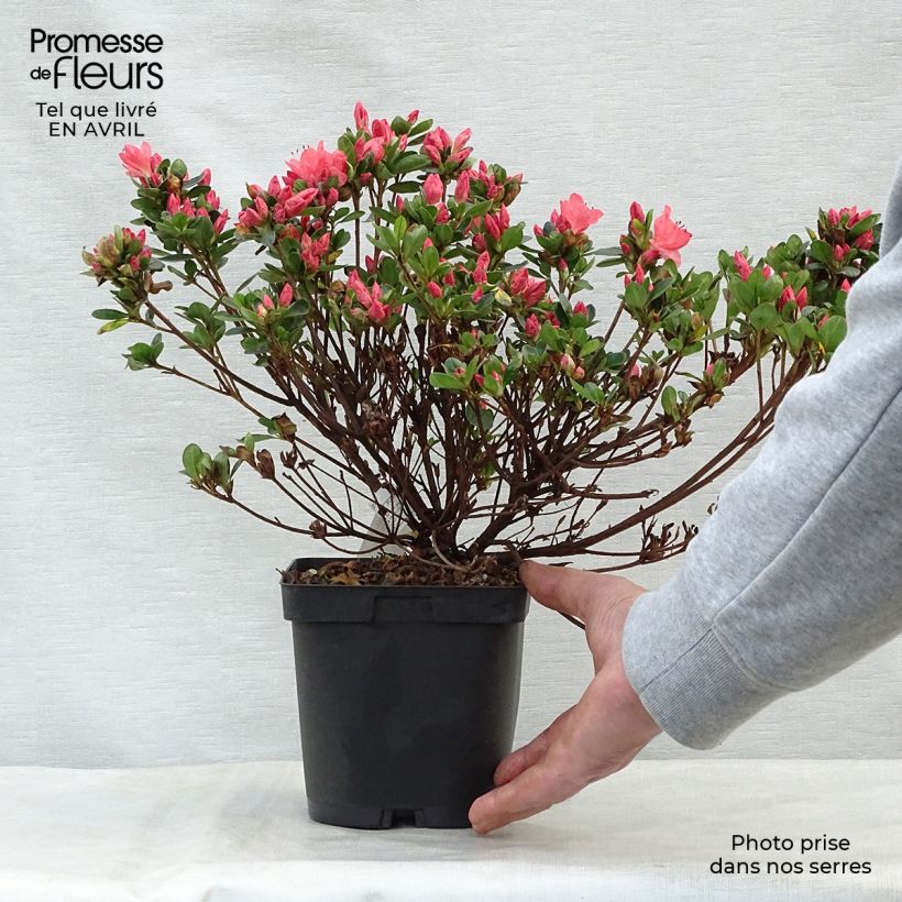 Azalea japonica Rex - Hybrid Rhododenron sample as delivered in spring