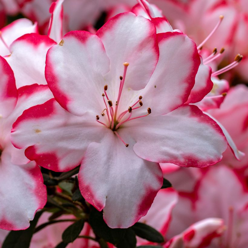 Rhododendron simsii Sachsenstern - Knaphill Azalea (Flowering)
