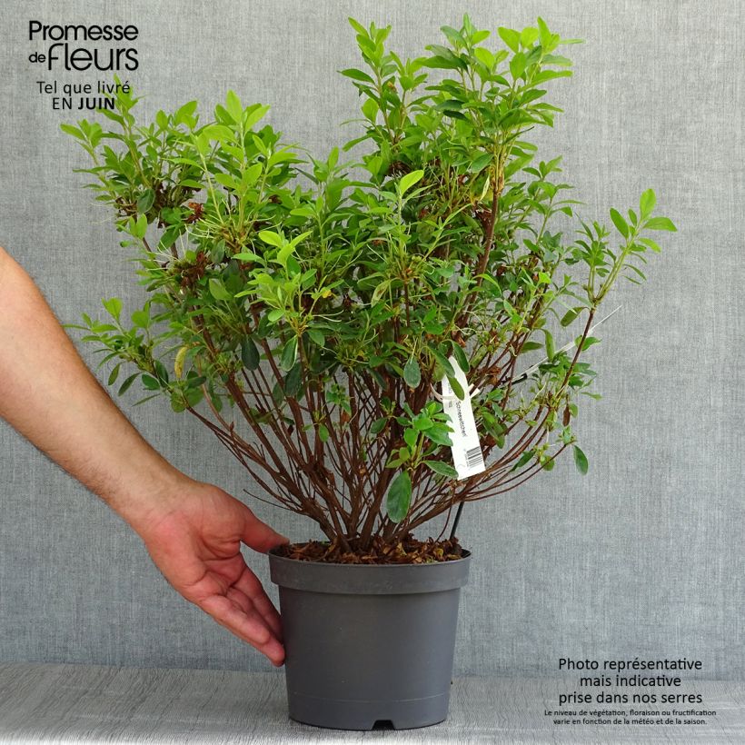 Azalea japonica Schneewittchen 2L/3L pot sample as delivered in summer