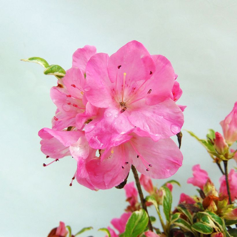 Japanese Azalea Silver Queen (Flowering)