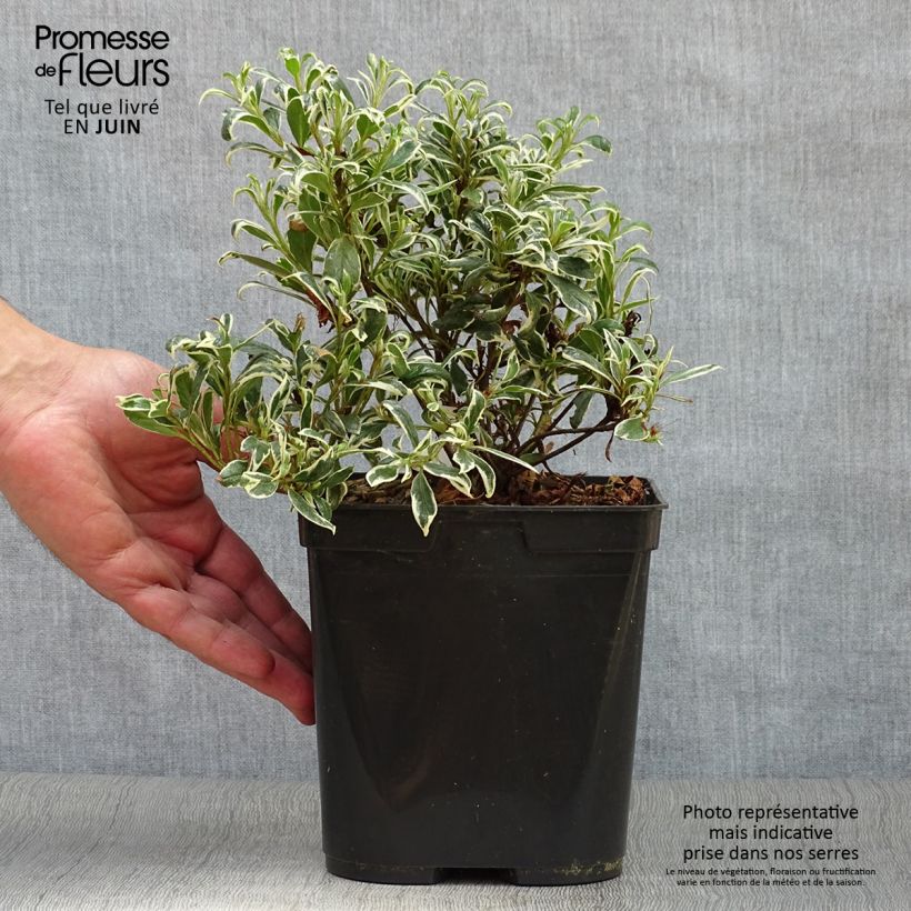 Japanese Azalea Silver Queen 2L/3L pot sample as delivered in summer