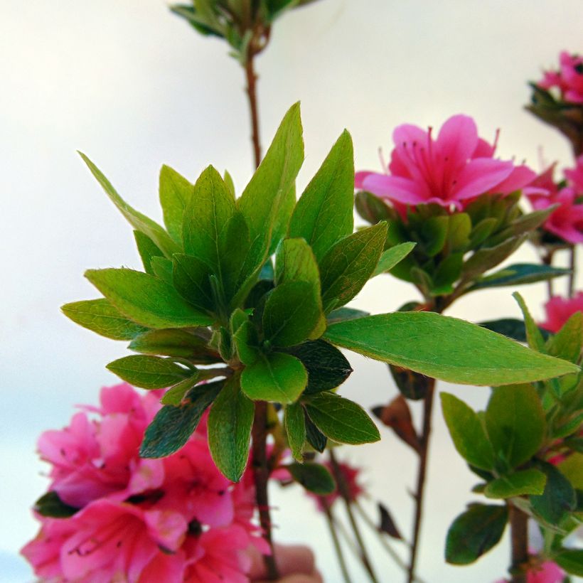 Japanese Azalea Sylvester (Foliage)