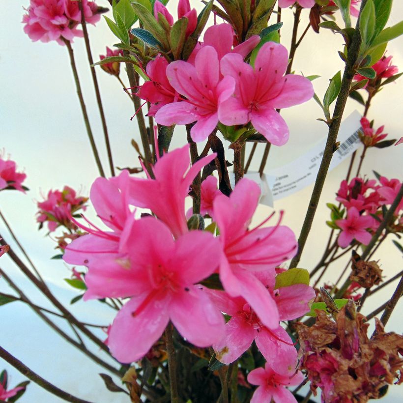 Japanese Azalea Sylvester (Flowering)