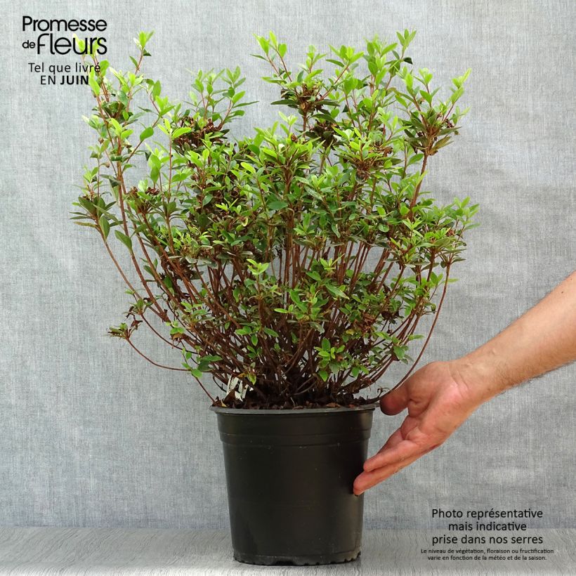 Japanese Azalea Sylvester 4L/5L pot sample as delivered in summer