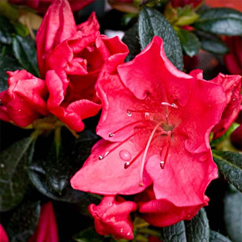 Azalea japonica Vuyks Rosyred (Flowering)