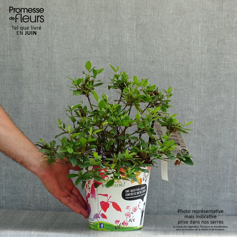 Azalea japonica Vuyks Rosyred 2L/3L pot sample as delivered in summer