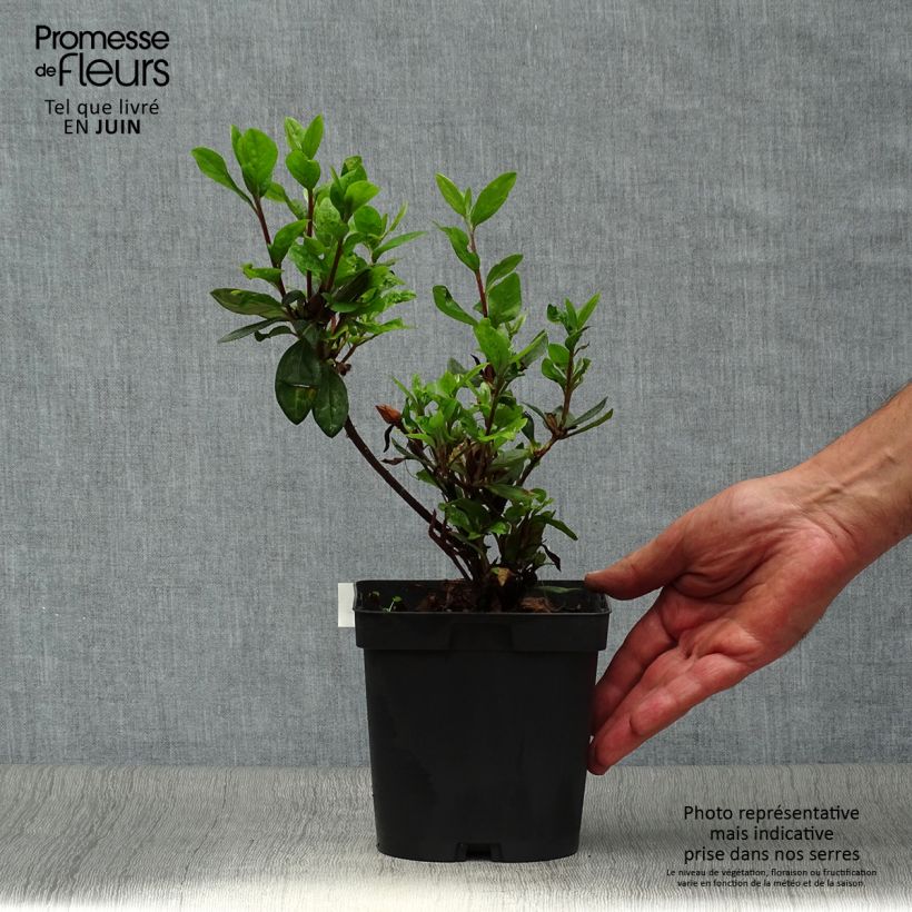 Azalea japonica Vuyks Scarlet 2L/3L pot sample as delivered in summer