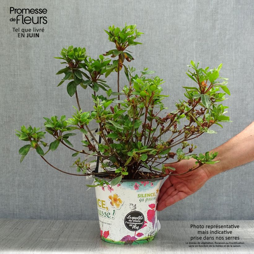 Azalea japonica Vuyks Scarlet 4L/5L pot sample as delivered in summer