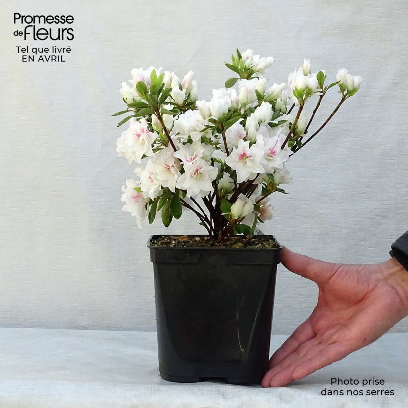 Japanese azalea White Prince sample as delivered in spring