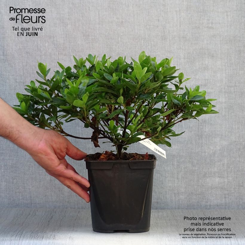 Japanese azalea White Prince 2L/3L pot sample as delivered in summer