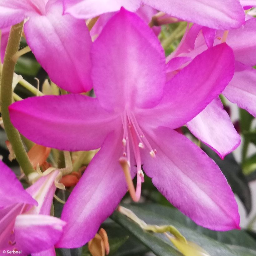 Rhododendron x gowenianum - Gowen's Azalea (Flowering)