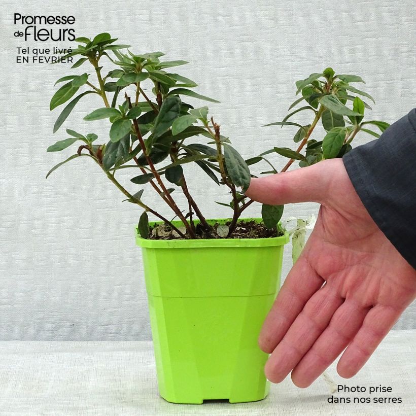 Azalea japonica ENCORE Autumn Creach Roblezc 1L/1.5L pot sample as delivered in winter