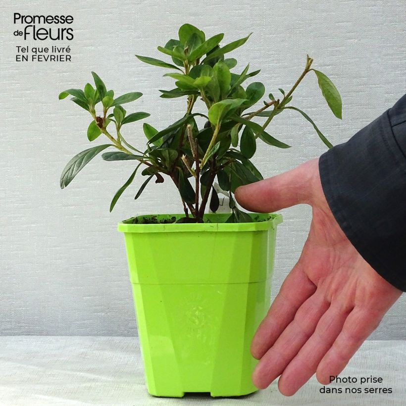 Japanese azalea ENCORE Bonfire 1L/1.5L pot sample as delivered in winter