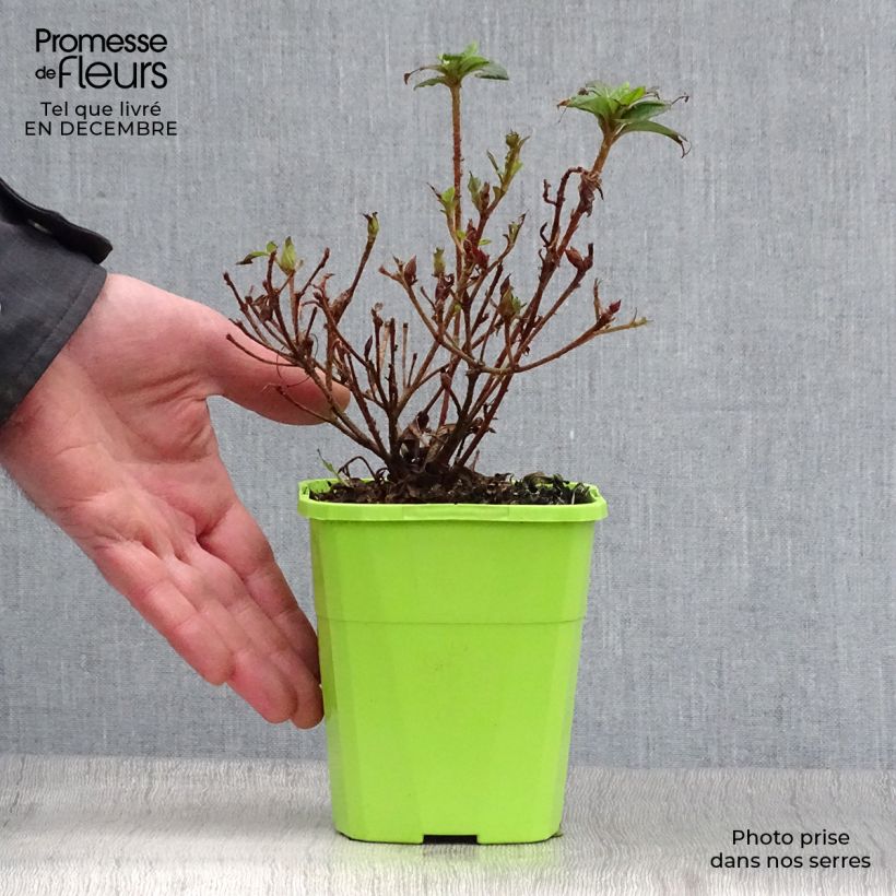 Azalea japonica ENCORE Debutante Roblel 1L/1.5L pot sample as delivered in winter