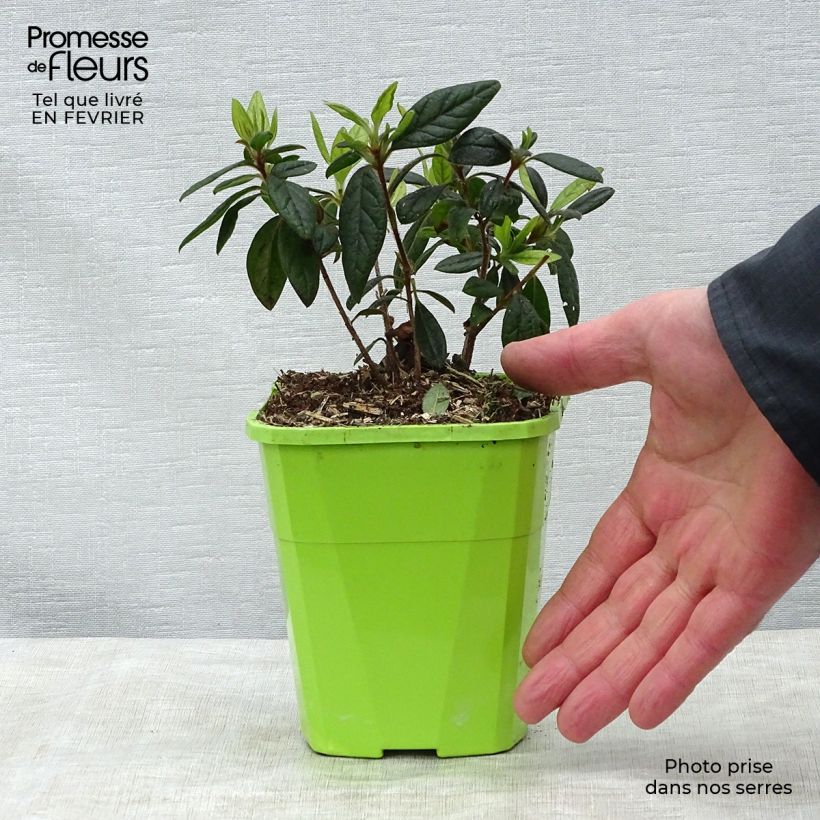 Azalea japonica ENCORE Jewel Roblue 1L/1.5L pot sample as delivered in winter