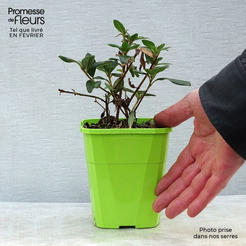 Azalea japonica ENCORE Princess Roblea 1L/1.5L pot sample as delivered in winter