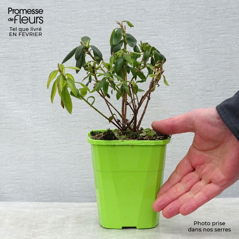 Azalea japonica ENCORE Starlite Roblem 1L/1.5L potShipped height around 20/30cm sample as delivered in winter