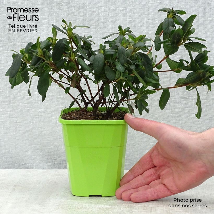 Azalea japonica ENCORE Sunburst Roblet 1L/1.5L pot sample as delivered in winter