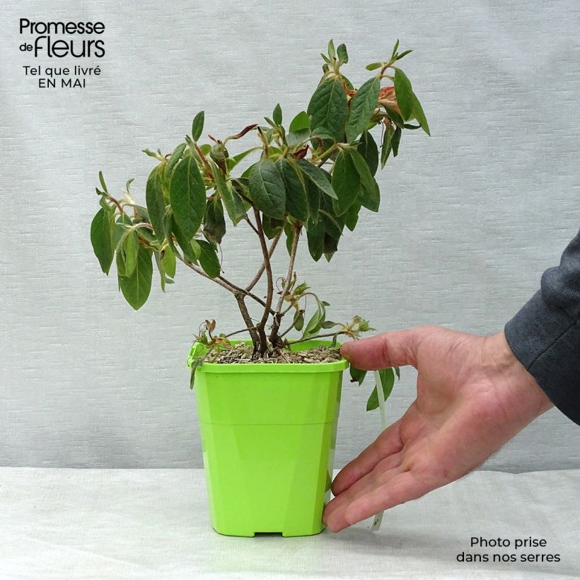 Azalea japonica ENCORE Sundance Roblef 1L/1.5L pot sample as delivered in spring