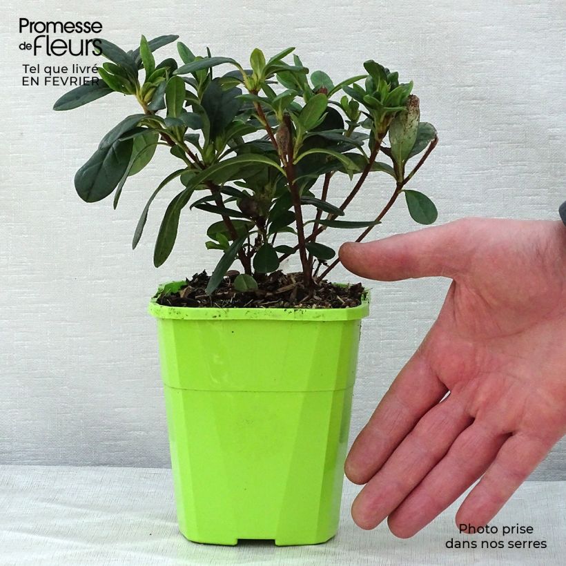 Azalea japonica ENCORE Sunset Roblen 1L/1.5L pot sample as delivered in winter