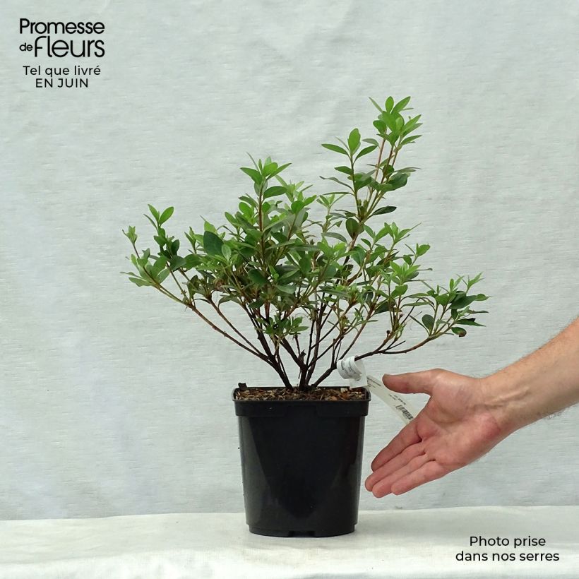 Azalea japonica Arabesk 1.5L/2L pot sample as delivered in summer
