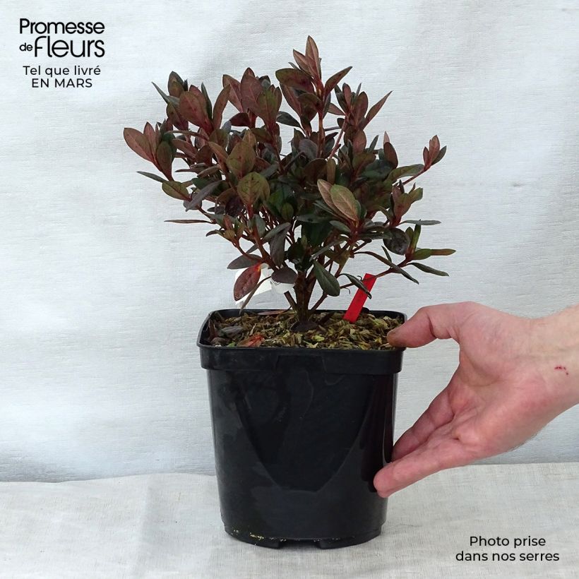 Azalea japonica Arabesk sample as delivered in spring