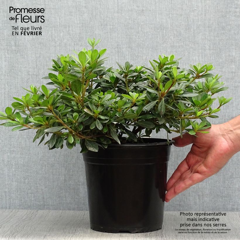 Azalea japonica Arabesk 3L/4L pot sample as delivered in autumn
