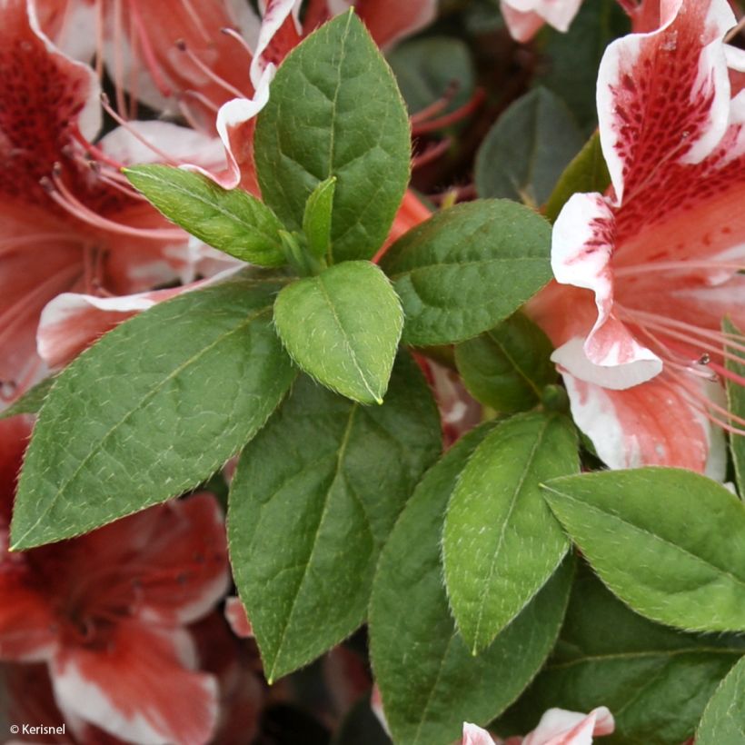 Azalea japonica Ben Morrisson (Foliage)