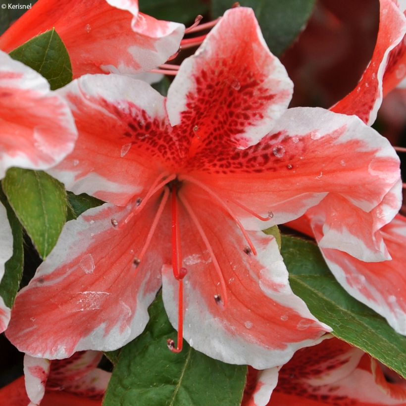 Azalea japonica Ben Morrisson (Flowering)