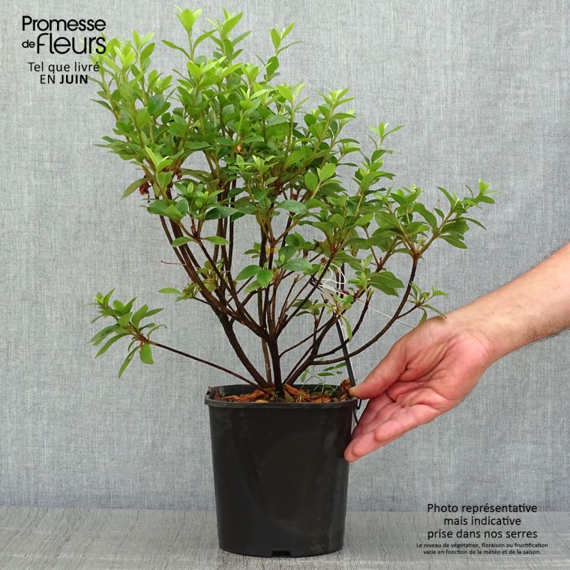 Azalea japonica Ben Morrisson 2L/3L pot sample as delivered in summer