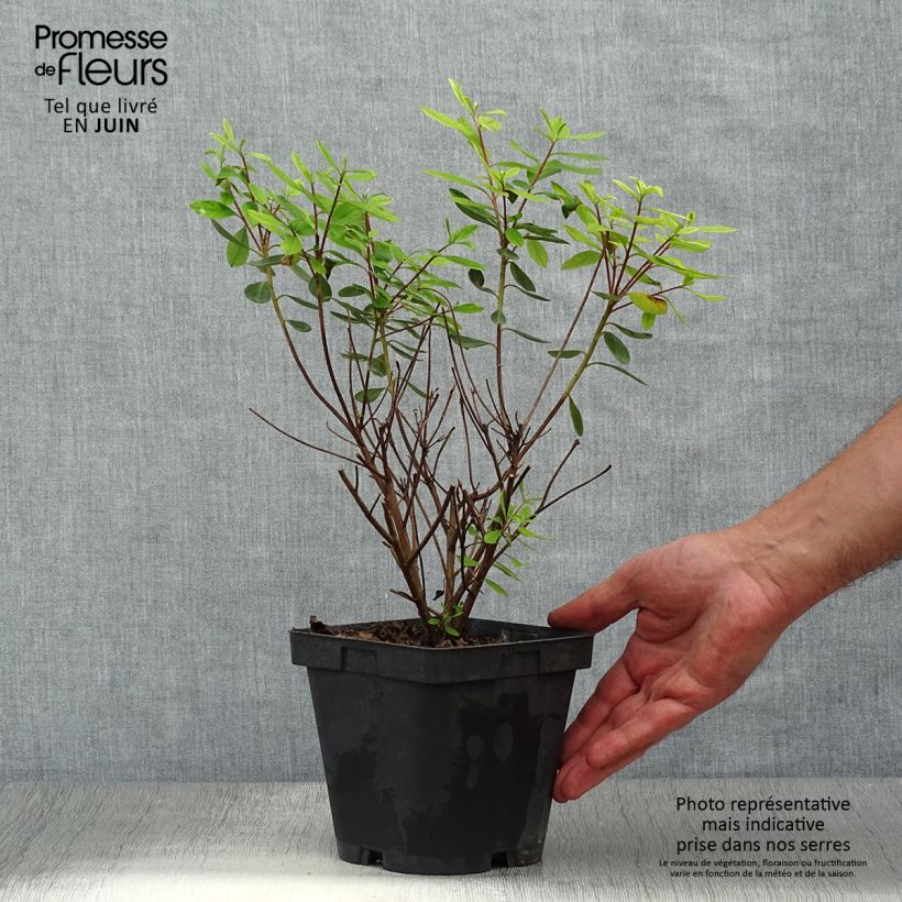 Azalea japonica GILBERT MULLIE 2L/3L pot sample as delivered in summer