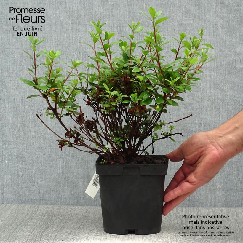 Azalea japonica Manuska 2L/3L pot sample as delivered in summer