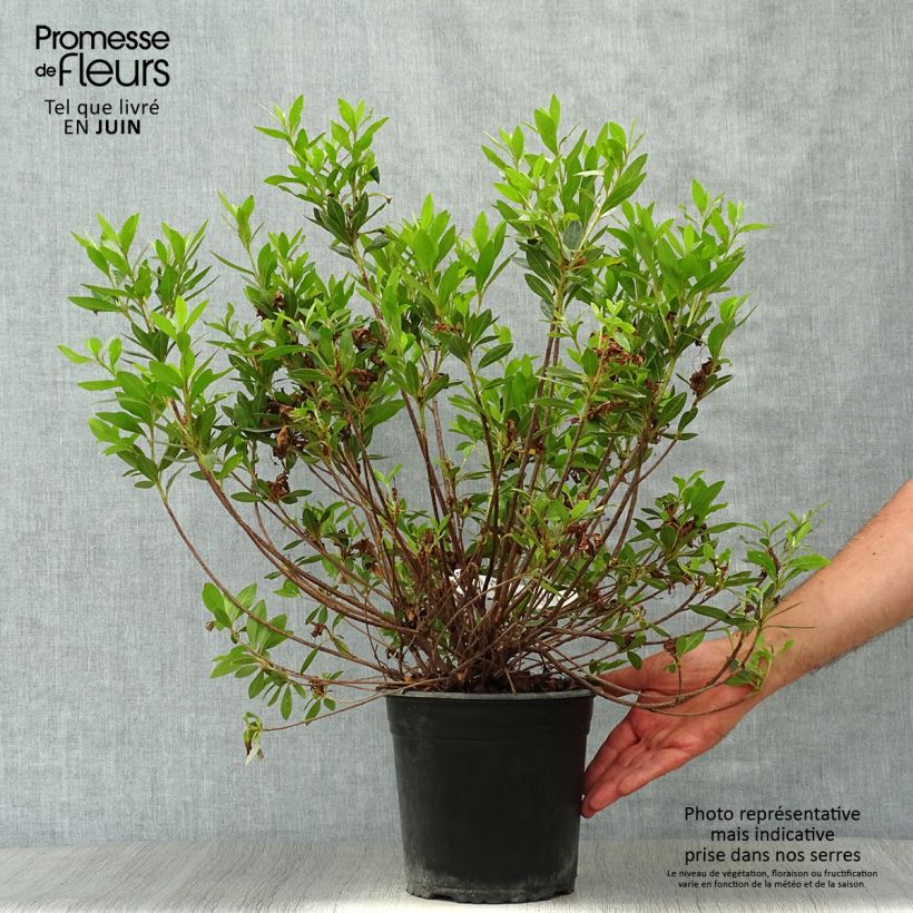 Azalea japonica Rosa King 4L/5L pot sample as delivered in summer