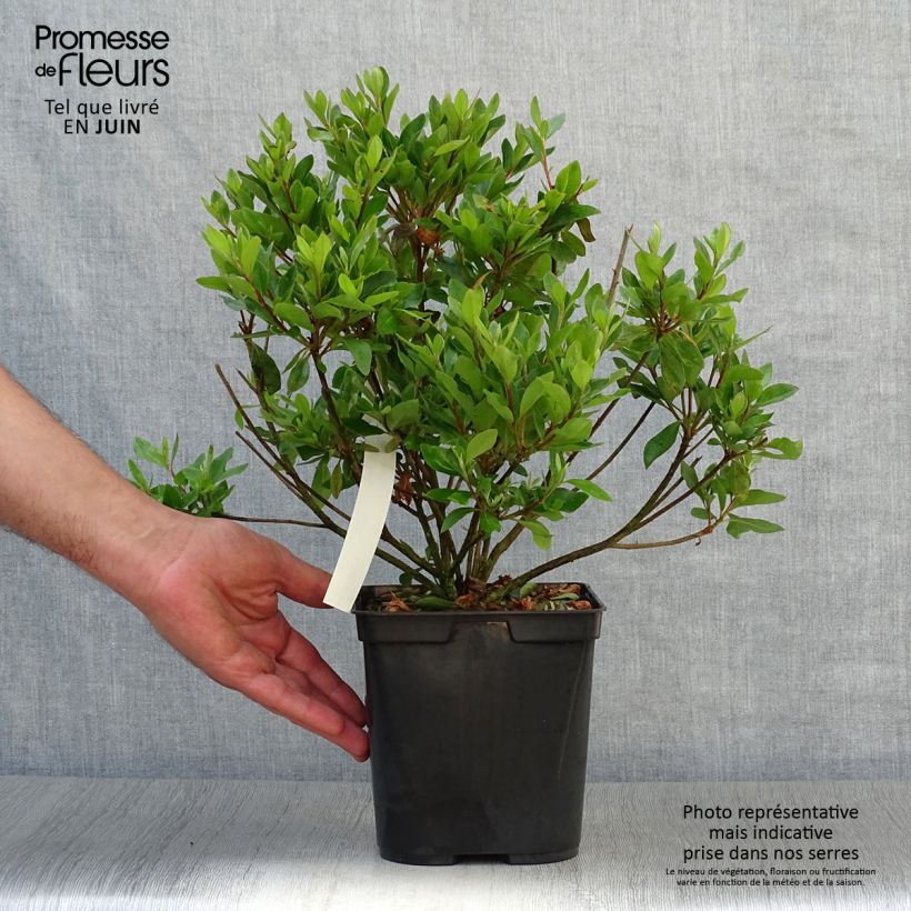 Rhododendron Blaauws pink - Kurume Azalea 2L/3L pot sample as delivered in summer