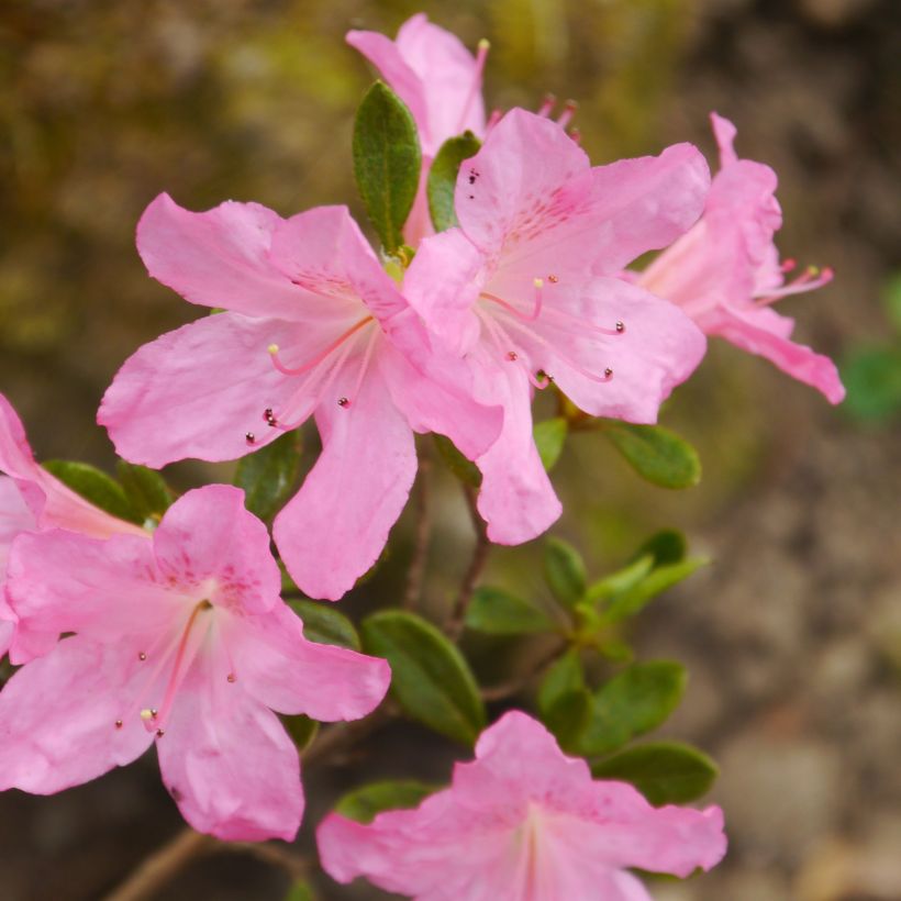 Azalea japonica GILBERT MULLIE (Flowering)