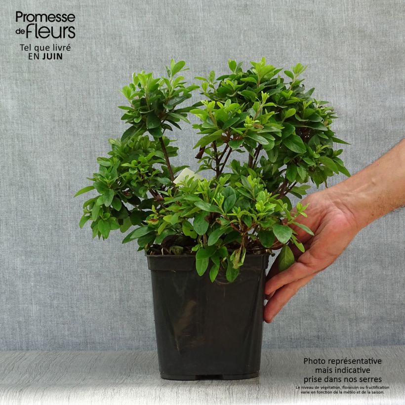 Azalea japonica Girards scarlet 2L/3L pot sample as delivered in summer