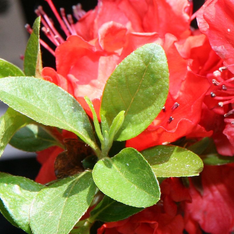 Azalea japonica Girards Hot Shot (Foliage)