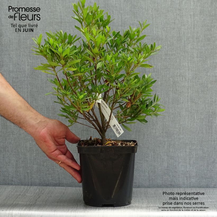 Azalea japonica Melle 2L/3L pot sample as delivered in summer