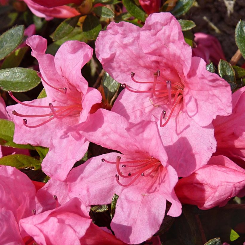 Azalea japonica Mme Van Hecke (Flowering)