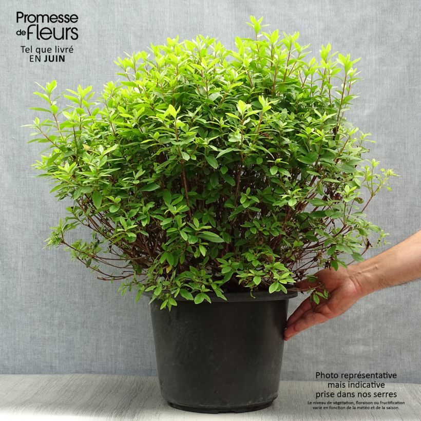 Azalea japonica Mme Van Hecke 7.5L/10L pot sample as delivered in summer