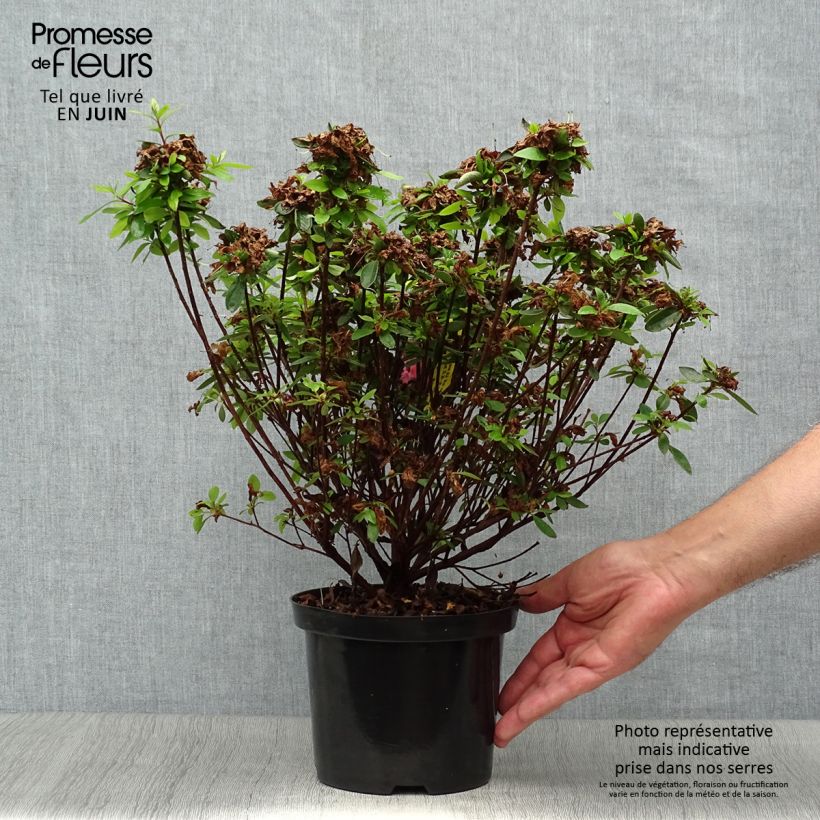 Azalea japonica Mme Van Hecke 2L/3L pot sample as delivered in summer