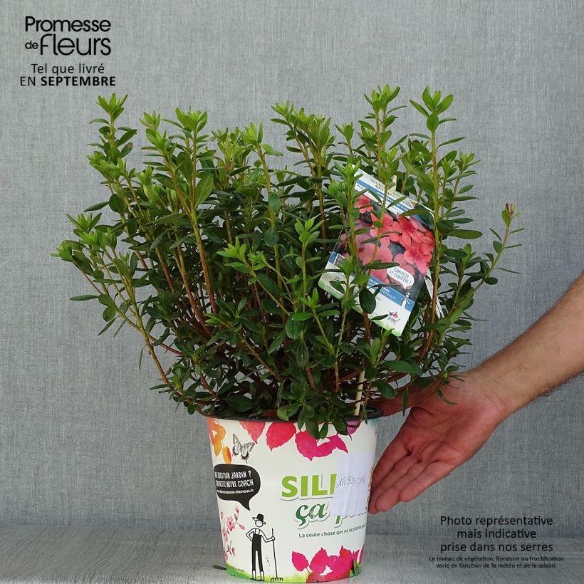 Rhododendron japonica Orange Beauty sample as delivered in summer