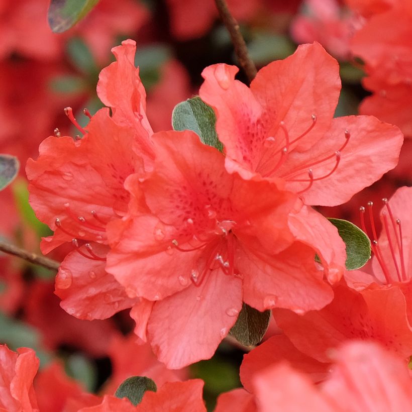 Azalea japonica Orange Beauty (Flowering)