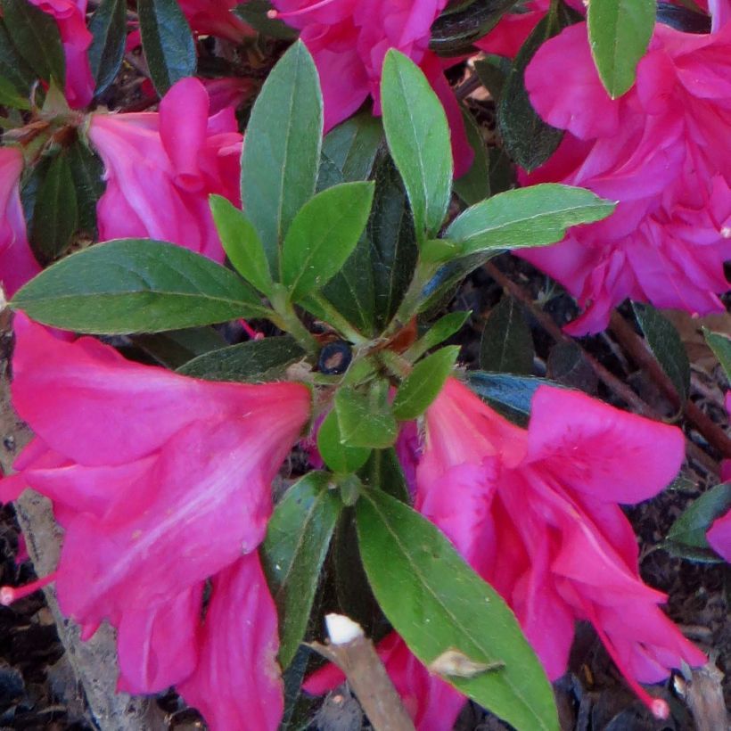 Azalea japonica Rosa King (Foliage)