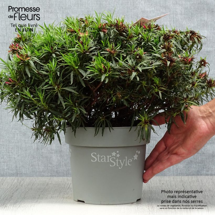 Azalea japonica Star Style Pink AJ10SSRZ 3L/4L pot sample as delivered in summer