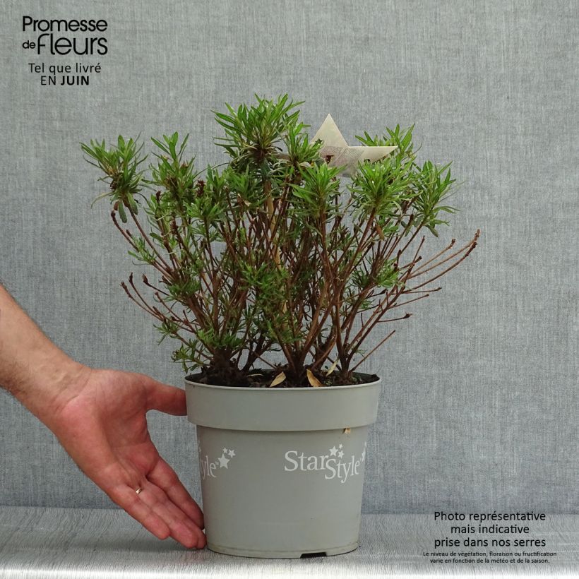 Azalea japonica Star Style Violet 3L/4L pot sample as delivered in summer