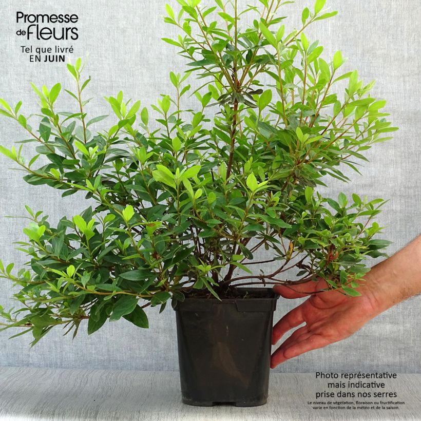 Azalea japonica Tamanini 2L/3L pot sample as delivered in summer