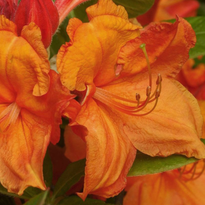 Azalea mollis Glowing Embers (Flowering)