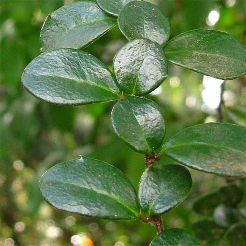 Azara microphylla (Foliage)